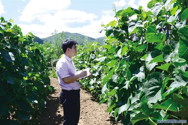 农行赤峰喀喇沁旗支行客户司理在山葡萄教育基地开展贷前窥察，了解葡萄教育情况。（王海超 摄）